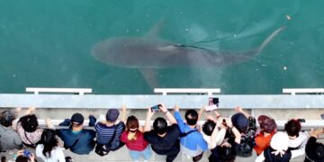 PENGUNJUNG menyaksikan seekor jerung sepanjang 3.5 meter yang terperangkap di dalam saluran air buatan di bandar pelabuhan Busan, Korea Selatan.- AFP
