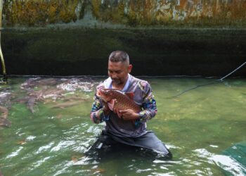 MOHD. Azerri Mohd. Radzali bersama ternakan ikan kelahnya di Pusat Pembiakan Kelah dan Ikan Air Tawar Kampung Lubuk Periuk, Hulu Terengganu, Terengganu.