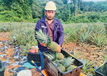 MUHAMAD Ridzuwan Che Dan menunjukkan nanas MD2 yang siap dipetik untuk pasaran di Kampung Perak, Jerantut, Pahang.