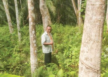 ANUAR Mustakim di sebuah kebun getah berskala dua hektar 
di Jerantut, Pahang.