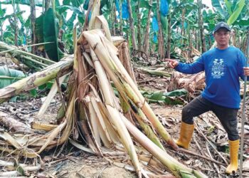 JUPERI Zainuddin menunjukkan pokok pisang yang rosak akibat dimusnahkan gajah liar di Kampung Bekut, Pulau Kemiri di Sungai Siput, Perak. – UTUSAN/AIN SAFRE BIDIN