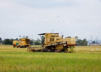 DUA buah jentera melakukan kerja menuai padi yang sudah masak di kawasan sawah berlatar belakang Gunung Jerai di Kampung Titi Batu, Yan. Kedah. – UTUSAN/ SHAHIR NOORDIN