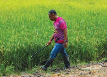 MOHD. Farid Mohd. Shabudin melihat sawah padi diusahakannya 
yang hampir sedia untuk dituai di Kampung Semeliang, Kuala Nerang 
di Padang Terap. – UTUSAN/SHAHIR NOORDIN