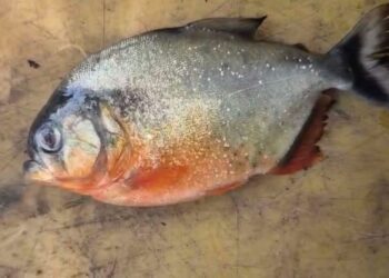 SEEKOR ikan jenis piranha yang ditemukan di Empangan Klau, Raub, Pahang baru-baru ini.