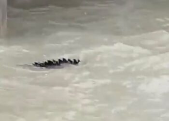 TANGKAP layar rakaman video penampakan buaya di Pantai Bagan Lalang.