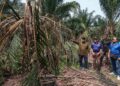 MOHD. Zolkafli Harun (kiri) meninjau keadaan pokok kelapa sawit yang rosak akibat serangan gajah liar di Kampung Perlop 1, Sungai Siput hari ini.