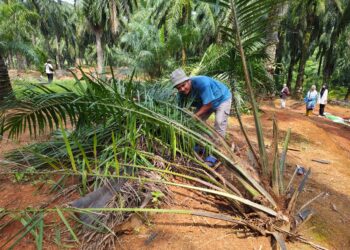 MOHD. Faiz Ahmad menunjukkan pokok kelapa sawit yang dirosakkan gajah liar di Kampung Perlop 1, Sungai Siput.