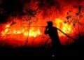 BANYAK syarikat asing terlibat dalam kebakaran hutan di Indonesia. - AFP