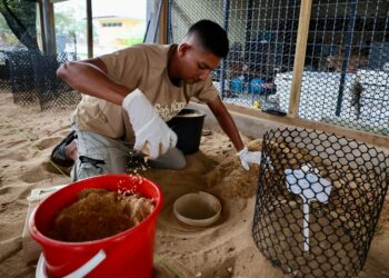 SEORANG pekerja melakukan proses pengeraman telur penyu belimbing di Pusat Konservasi dan Penerangan Penyu (TCIC) Rantau Abang, Dungun, Terengganu. - UTUSAN/PUQTRA HAIRRY