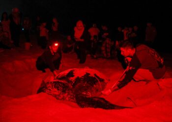 KAKITANGAN Pusat Konservasi dan Penerangan Penyu (TCIC) Rantau Abang melakukan prosedur mengukur saiz penyu belimbing yang mendarat dan bertelur di Pantai Rantau Abang, Dungun Terengganu. - UTUSAN/PUQTRA HAIRRY