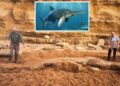 FOSIL ‘naga laut’ (gambar kecil) ditemukan di pantai Dorset. - BridportMusuem/BNPS