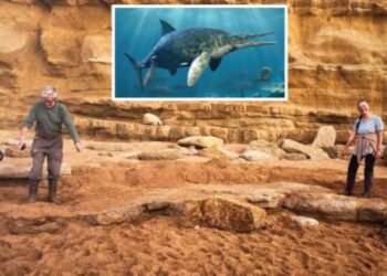 FOSIL ‘naga laut’ (gambar kecil) ditemukan di pantai Dorset. - BridportMusuem/BNPS