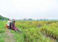 PESAWAH menyambut baik peruntukan sebanyak RM2.62 bilion bagi membantu golongan tersebut, namun berharap ia dapat memberi manfaat menyeluruh kepada pesawah. - UTUSAN/IZLIZAN OTHMAN
