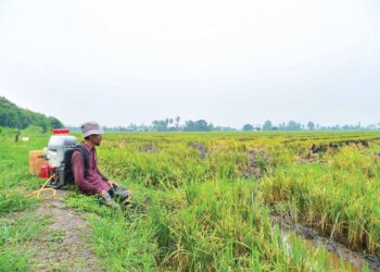 PESAWAH menyambut baik peruntukan sebanyak RM2.62 bilion bagi membantu golongan tersebut, namun berharap ia dapat memberi manfaat menyeluruh kepada pesawah. - UTUSAN/IZLIZAN OTHMAN