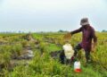 SEORANG pesawah, Yusri Yusof, 60, melakukan kerja-kerja bendang di Kampung Alor Redis, Kangar, Perlis, semalam. - UTUSAN/IZLIZAN OTHMAN
