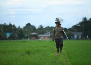 BAGI merealisasikan sasaran 80 peratus SSL dalam tempoh lima tahun, penghasilan padi perlu ditingkatkan kira-kira 1.46 juta tan metrik manakala penghasilan beras perlu bertambah sekitar 896,000 tan metrik.