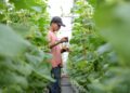 SEORANG pekerja menyembur ubat bagi proses kahwin pokok (cantuman) Sun Melon sempena Bulan Sinergi PUTRA 2026 di Ladang Puchong UPM. - UTUSAN/FARIZ RUSADIO