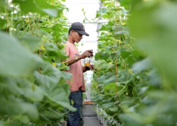SEORANG pekerja menyembur ubat bagi proses kahwin pokok (cantuman) Sun Melon sempena Bulan Sinergi PUTRA 2026 di Ladang Puchong UPM. - UTUSAN/FARIZ RUSADIO