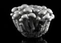 The Silent Elegance of Mushrooms
Karya ini memperlihat bentuk organik, tekstur yang rumit dan pencahayaan dramatik sejajar dengan pendekatan Weston untuk mendedahkan keindahan dalam subjek harian.
Gambar MUHAMMAD HAFIZ IZZUDDIN ABDUL