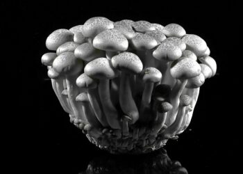 The Silent Elegance of Mushrooms
Karya ini memperlihat bentuk organik, tekstur yang rumit dan pencahayaan dramatik sejajar dengan pendekatan Weston untuk mendedahkan keindahan dalam subjek harian.
Gambar MUHAMMAD HAFIZ IZZUDDIN ABDUL