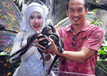 Gerard Wong menunjukkan 10 anak anaconda yang baru dilahirkan pada 5 Oktober lalu di Taman Rama-rama dan Reptilia Melaka Ayer Keroh, hari ini. UTUSAN/AMRAN MULUP