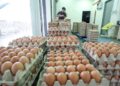 FENOMENA El Nino memberi tekanan kepada produktiviti ayam penelur.