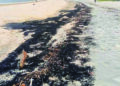 PESISIRAN Pantai Teluk Kalong, Kemaman, Terengganu dicemari arang batu sejak tahun lalu. – MEDIA SOSIAL