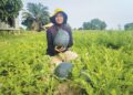 NORFAZIRA Jafri menunjukkan tembikai yang sudah sampai waktu
tuaian di kebunnya di Kampung Nyatuh, Setiu, Terengganu.