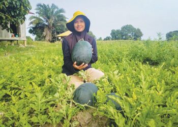NORFAZIRA Jafri menunjukkan tembikai yang sudah sampai waktu
tuaian di kebunnya di Kampung Nyatuh, Setiu, Terengganu.