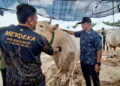 AZMAN Ibrahim (kanan) melihat lembu baka besar yang dipamerkan Program Himpunan Ruminan 2026 di Pekan Jabi, Besut, Terengganu. - UTUSAN / WAN ZURATIKAH IFFAH WAN ZULKIFLI
