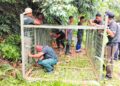 ANGGOTA Perhilitan bersama penduduk memasang perangkap bagi menangkap harimau di kawasan Bukit Pacat, Kuala Krai, Kelantan.
– IHSAN PENDUDUK