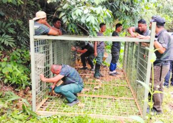 ANGGOTA Perhilitan bersama penduduk memasang perangkap bagi menangkap harimau di kawasan Bukit Pacat, Kuala Krai, Kelantan. 
– IHSAN PENDUDUK