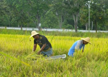 GOLONGAN pesawah berharap Belanjawan 2027 yang akan dibentangkan bakal memberikan tumpuan kepada usaha mentransformasikan industri padi. – UTUSAN/IZLIZAN OTHMAN