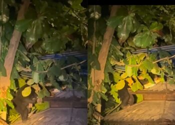 TANGKAP layar video yang menunjukkan seekor beruang matahari yang dilihat berkeliaran dan mengopak bumbung sebuah pondok di kawasan perumahan Taman Tuanku Ja’afar, Senawang, Seremban yang tular di media sosial baru-baru ini.