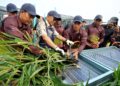 MOHAMED KHALED Nordin (dua kiri) membersihkan halia yang baru dituai sempena Program Tuaian Pertama Projek Halia KayTi JanaVeteran di Ladang Telok Sengat, Kota Tinggi disini. UTUSAN/RAJA JAAFAR ALI