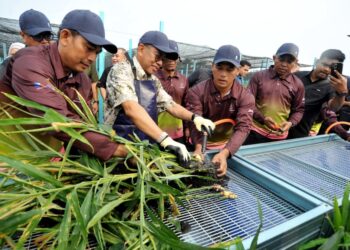 MOHAMED KHALED Nordin (dua kiri) membersihkan halia yang baru dituai sempena Program Tuaian Pertama Projek Halia KayTi JanaVeteran di Ladang Telok Sengat, Kota Tinggi disini. UTUSAN/RAJA JAAFAR ALI