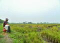 SEORANG pesawah, Yusri Yusof berehat seketika sebelum meneruskan kerja-kerja membaik pulih tanah sebelum tanaman musim baharu di Kampung Alor Redis, Arau, Perlis baru-baru ini. -UTUSAN/IZLIZAN OTHMAN