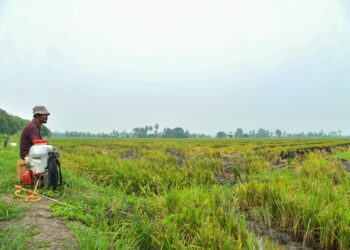 SEORANG pesawah, Yusri Yusof berehat seketika sebelum meneruskan kerja-kerja membaik pulih tanah sebelum tanaman musim baharu di Kampung Alor Redis, Arau, Perlis baru-baru ini. -UTUSAN/IZLIZAN OTHMAN