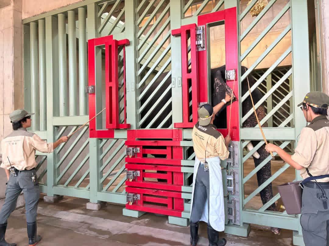 MPT nafi tiga gajah di Jepun diabai, diseksa MPT nafi tiga gajah di Jepun diabai, diseksa