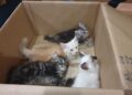 GAMBAR fail beberapa ekor anak kucing. - AFP