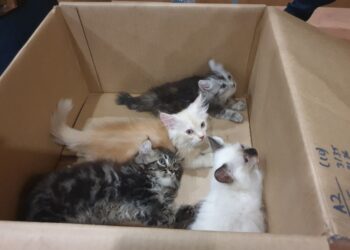 GAMBAR fail beberapa ekor anak kucing. - AFP