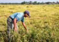 Pendapatan pesawah