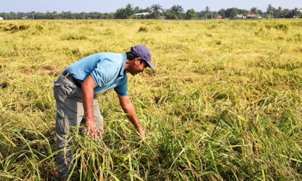 Pendapatan pesawah