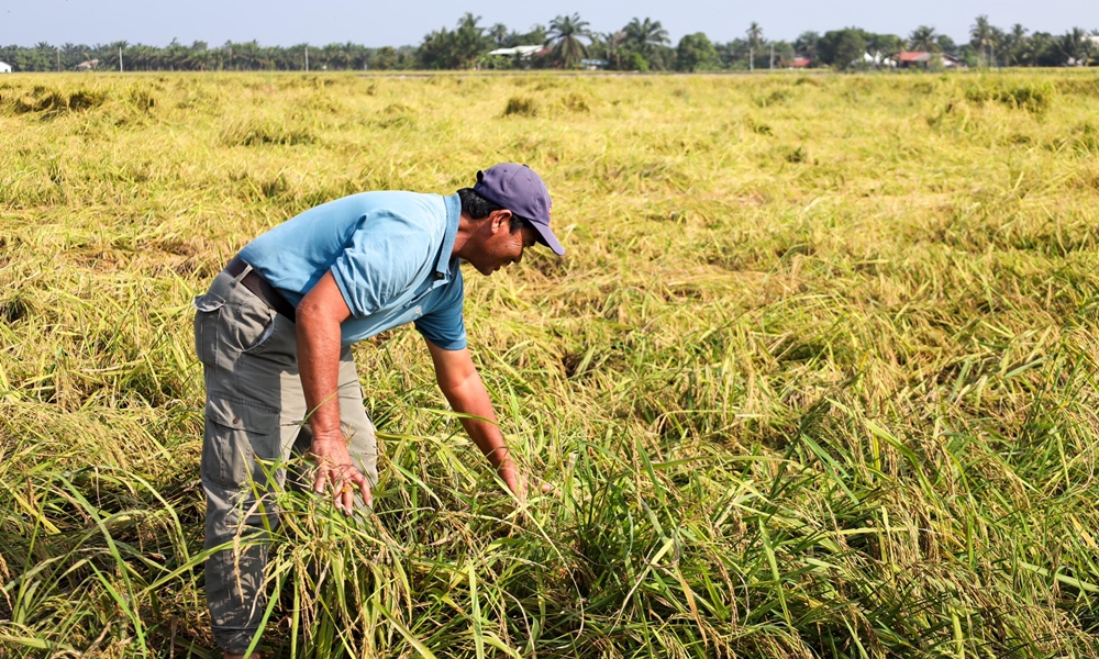 Pendapatan pesawah