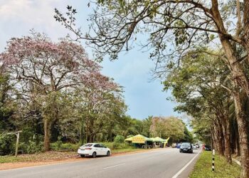 POKOK Tekuma atau ‘Sakura Malaysia’ berbunga lebat di sepanjang Jalan Batu Kikir-Kuala Pilah yang menjadi tumpuan orang ramai selepas fenomena berkenaan tular di media sosial. -UTUSAN/NOR SHAFIQAH MOHD. GHAZALI