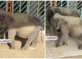 KEDAAN terkini tiga ekor gajah Malaysia yang berada di Zoo Tennoji, Osaka, Jepun