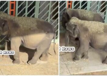 KEDAAN terkini tiga ekor gajah Malaysia yang berada di Zoo Tennoji, Osaka, Jepun