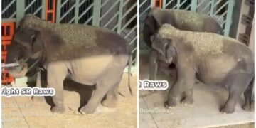 KEDAAN terkini tiga ekor gajah Malaysia yang berada di Zoo Tennoji, Osaka, Jepun