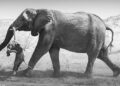 FEDERICO Veronesi merakam gambar seekor gajah betina membawa bangkai anak gajah yang mati ketika dilahirkan di Namibia demi merungkai emosi haiwan itu. – AGENSI