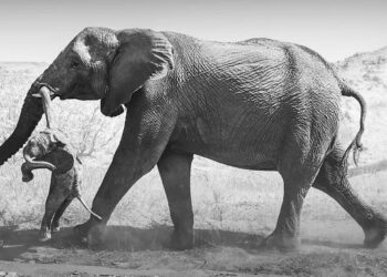 FEDERICO Veronesi merakam gambar seekor gajah betina membawa bangkai anak gajah yang mati ketika dilahirkan di Namibia demi merungkai emosi haiwan itu. – AGENSI
